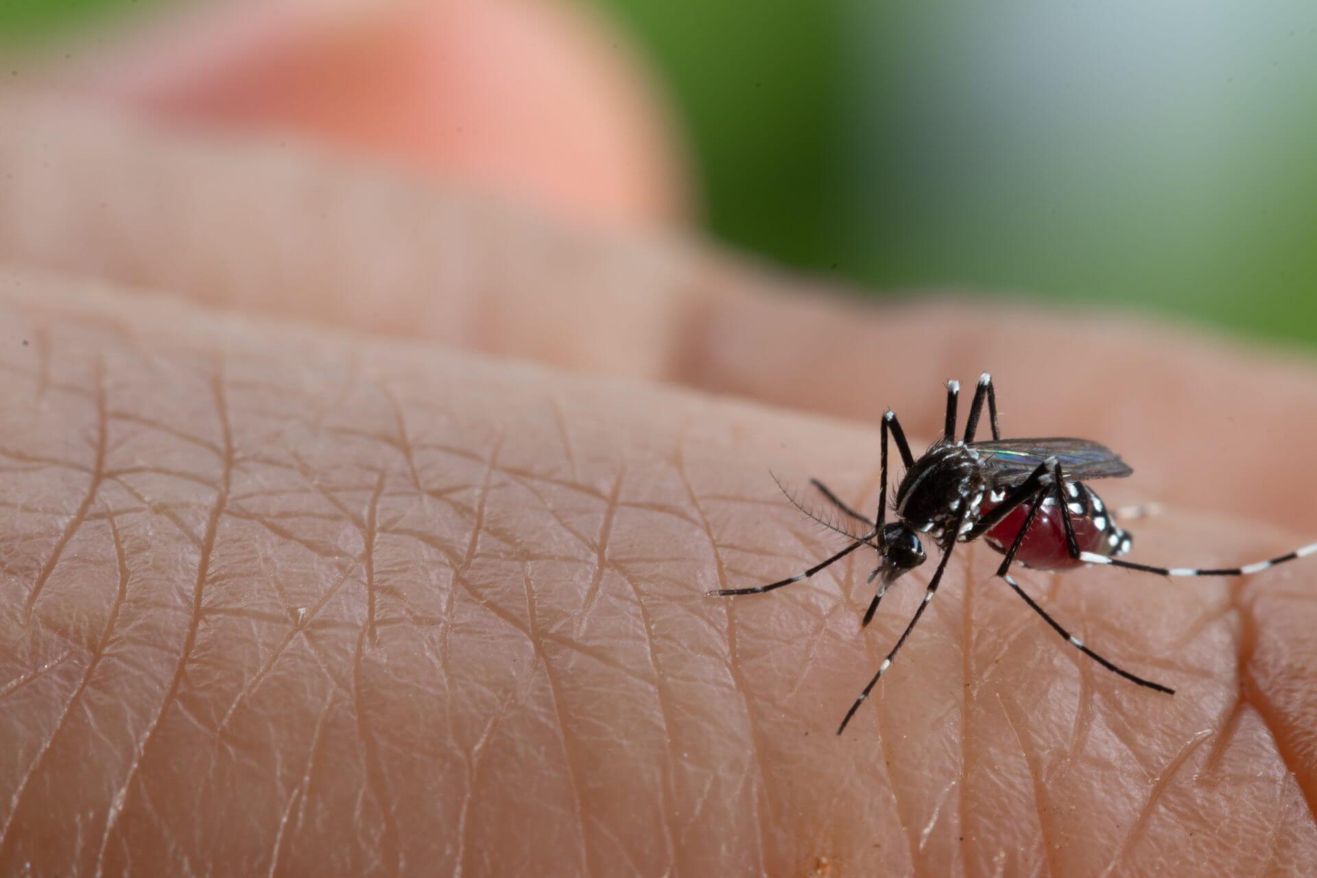 Vacina contra dengue: entenda como funciona