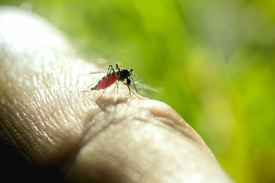 dengue zica chikungunya